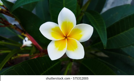 Plumeria Flower Like The Stars