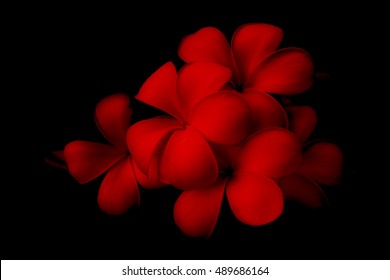 Flower on Dark Background Royalty-Free Stock Photo