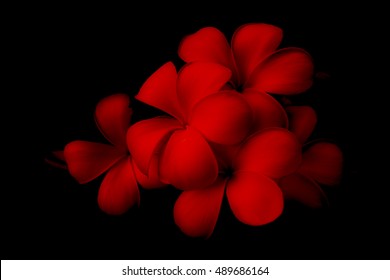 Plumeria Flower On Red And Black Background

