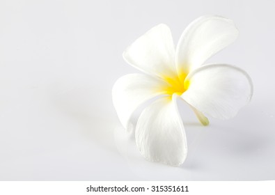 Plumeria Flower On A White Background.