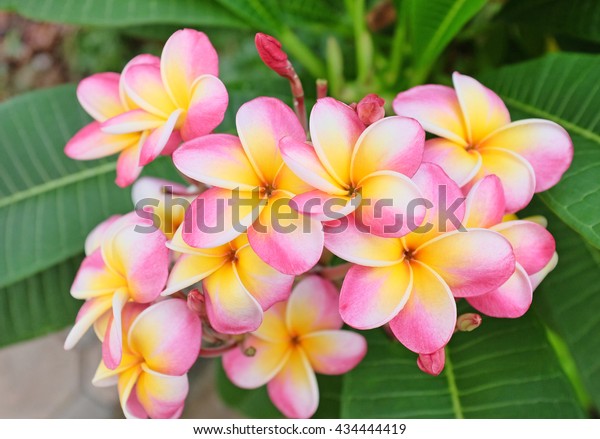 ピンクと白のフランジパニ熱帯花 木に咲くプルメリア花 スパ花 の写真素材 今すぐ編集 434444419