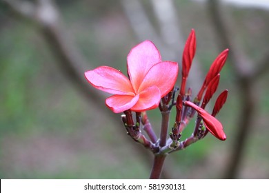 plumeria flower red or desert rose beautiful on tree  ( Common name Apocynaceae, Frangipani, Pagoda, Temple )