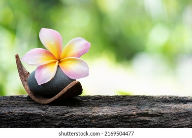 Plumeria flower and stone on bokeh nature background.