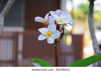 Plumeria flower white beautiful on tree ( Common name pocynaceae,  Frangipani , Pagoda tree, Temple tree )