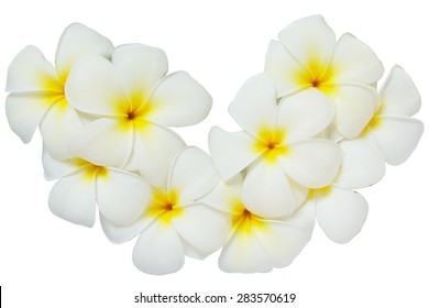 Plumeria Flowers Border Frames