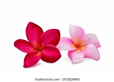 Plumeria Flowers Isolated On White Background