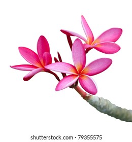 Plumeria Flowers Isolated On White