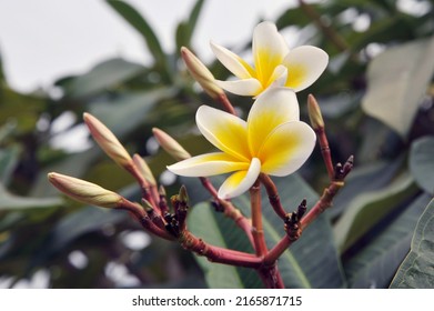 Plumeria flowers is the national flower of Laos, where it is known under the local name champa or "dok champa". Frangipani, Plumeria, Temple Tree or Graveyard Tree isolated on white background