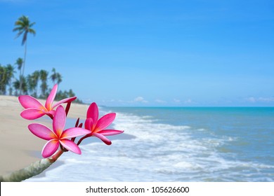 Plumeria Flowers On The Beach