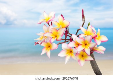 プルメリア ビーチ の写真素材 画像 写真 Shutterstock