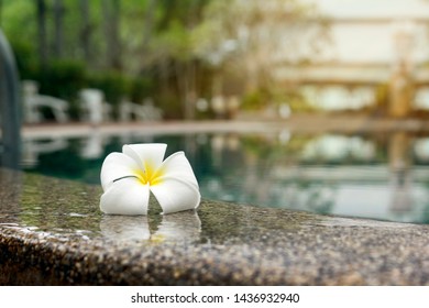 Plumeria flowers on the edge of the pool on a relaxing day - Powered by Shutterstock