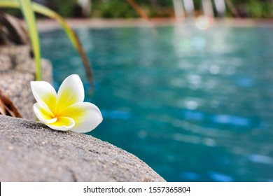 Plumeria flowers on the edge of the pool on a relaxing day. - Powered by Shutterstock