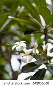 plumeria flowers on the tree with green leaves behind. - Shutterstock ID 643956868