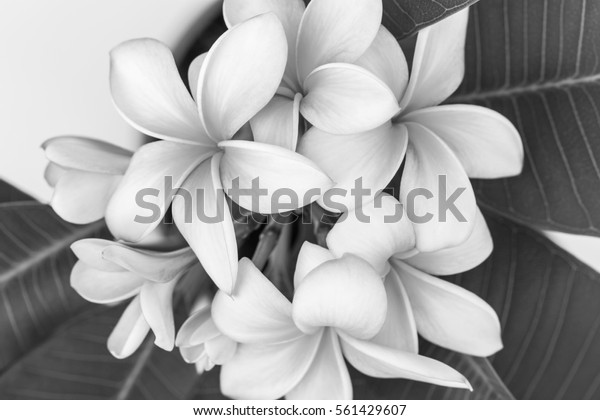 プルメリア フランギパニ 熱帯花 白黒写真 の写真素材 今すぐ編集