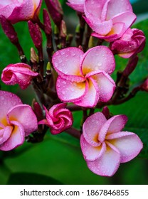 Plumeria or frangipani flowers commonly found in south east asian countries such as Singapore, Thailand and Indonesia and Hawaii.