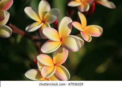 Plumeria 