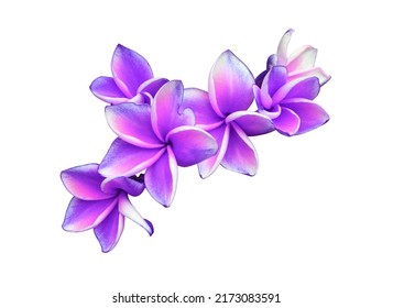Plumeria, Frangipani, Graveyard tree, Close up pueple single plumeria flower isolated on white background. Top view of pink-violet blooming frangipani flower bunch