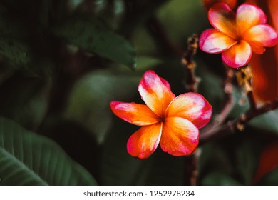  Plumeria Frangipani Hawai  Flowers Come In Gorgeous Rose-pink Color Brushed With Bronze With Green Dark And Black Blur Background Fresh Nature Relax