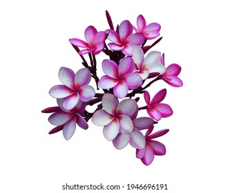 Plumeria, Frangipani, Temple tree,  Close up beautiful pink-purple plumeria flowers bunch isolated on white background with clipping path. Close up tropical flowers.