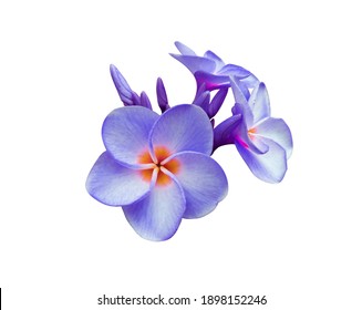 Blue plumeria Images, Stock Photos & Vectors | Shutterstock