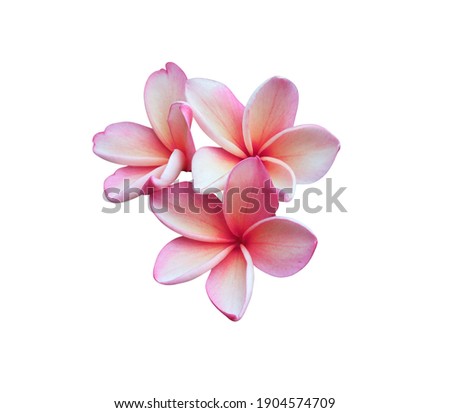 Plumeria, Frangipani, Temple tree,  Closeup white-pink plumeria flowers branch isolated on white background. Top view white-pink single flowers bouquet. with clipping path.