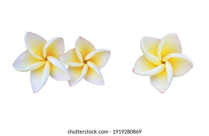 赤素馨花图片 库存照片和矢量图 Shutterstock