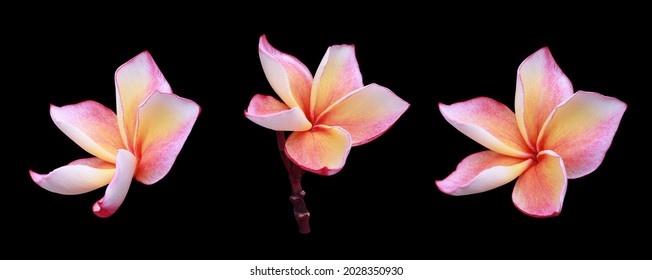 Plumeria, Frangipani, Temple Tree, Collection Of Colorful Plumeria Flower Isolated On Black Background. Top View Of Beautiful Head Flower.