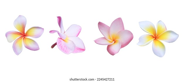 Plumeria or Frangipani or Temple tree flower. Collection of pink plumeria flowers isolated on white background. - Shutterstock ID 2245427211