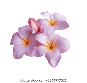 Plumeria or Frangipani or Temple tree flower. Close up single pink-red plumeria flowers bouquet isolated on white background. - Shutterstock ID 2364977521