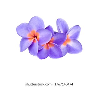 Plumeria, Frangipani, Temple Tree, Graveyard Tree, Close Up Beautiful Blue-purple Frangipani Flower Bouquet. Three Exotic Flower Isolated On White Background. With Clipping Path