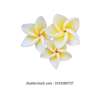 Image Shutterstock Com Image Photo Plumeria Fra