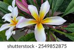 Plumeria from Garden in Ewa Beach