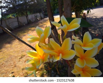 Plumeria Is A Genus Of Flowering Plants In The Dog Family, Apocynaceae. Most Species Are Deciduous Or Small Trees. This Diverse Species Originates From Mexico, Central America And The Caribbean, 