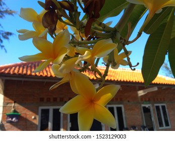 Plumeria Is A Genus Of Flowering Plants In The Dog Family, Apocynaceae. Most Species Are Deciduous Or Small Trees. This Diverse Species Originates From Mexico, Central America And The Caribbean