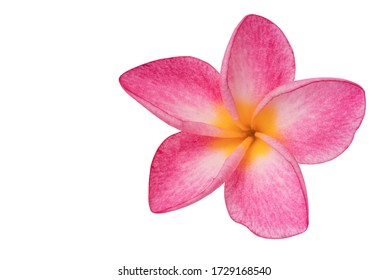 68,666 Frangipani Isolated Images, Stock Photos & Vectors | Shutterstock