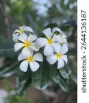 The plumeria, also known as frangipani, is more than just a beautiful flower in Hawaii - it’s laden with deep cultural symbolism. Traditionally associated with positivity, the plumeria flower represen