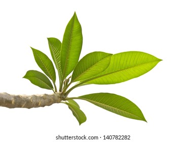 Plumeria Leaves Isolated On White Background.