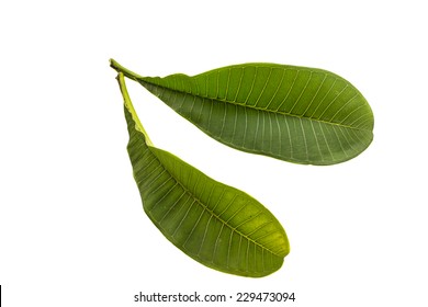 Plumeria Leaves Isolated On White Background