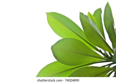 Plumeria Leaves Isolated On White Background.