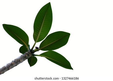 Plumeria leaves on white isolated background for green foliage backdrop  - Shutterstock ID 1327466186