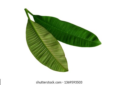 Plumeria Leaves, Tropical Plant, Isolated On White Background. Green Nature Background.                               