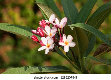 275 National flower of nicaragua Images, Stock Photos & Vectors ...