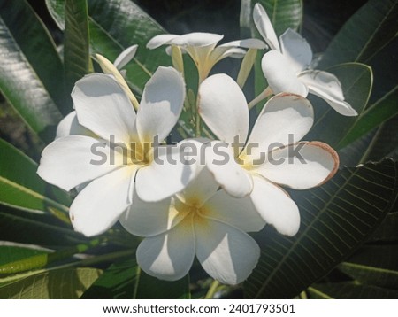 Plumeria obtusa or beautiful white Cambodian flower in the morning