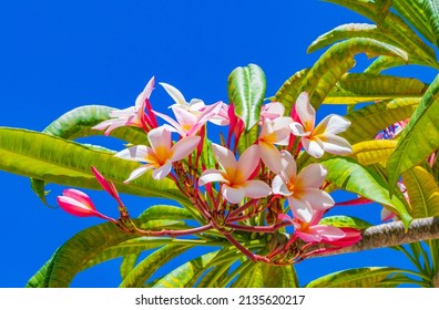 Plumeria Pink And Yellow Flowers With Blue Sky In Mexico.