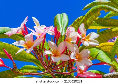 Plumeria Pink And Yellow Flowers With Blue Sky In Mexico.