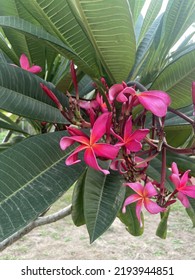 Plumeria Rubra Is A Deciduous Plant Species Belonging To The Genus Plumeria.