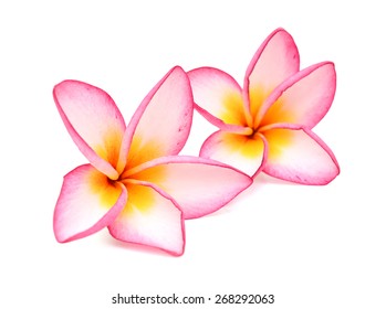 6,926 Plumeria rubra Images, Stock Photos & Vectors | Shutterstock