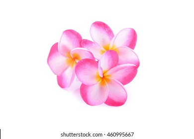 6,926 Plumeria Rubra Images, Stock Photos & Vectors 