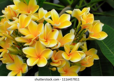  Bunga Kuning Images Stock Photos Vectors Shutterstock