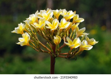 Plumeria Rubra Is A Species Of Deciduous Plant That Belongs To The Genus Plumeria.